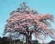 醍　醐　桜