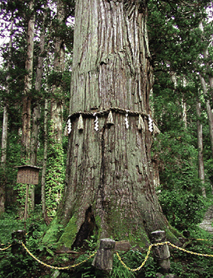 天然記念物の爺杉